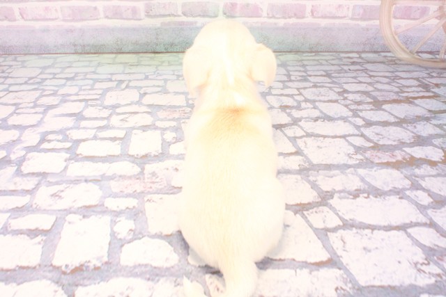 大阪府のチワワ(スムース) (Coo&RIKU高槻店/2025年11月27日生まれ/男の子/クリームホワイト)の子犬の4枚目の画像