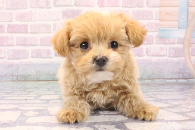 兵庫県のマルプー(マルチーズ×プードル) (Coo&RIKU伊丹店/2025年11月25日生まれ/男の子/クリーム)の子犬の1枚目の画像