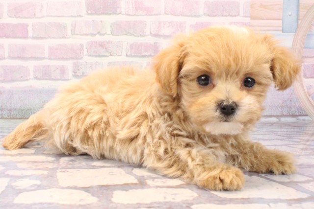 兵庫県のマルプー(マルチーズ×プードル) (Coo&RIKU伊丹店/2025年11月25日生まれ/男の子/クリーム)の子犬の2枚目の画像