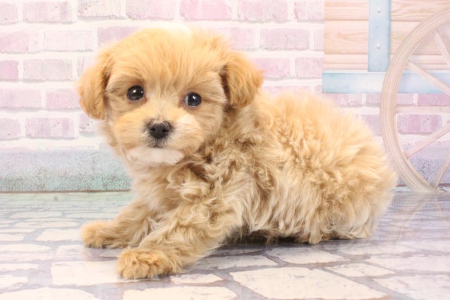 兵庫県のマルプー(マルチーズ×プードル) (Coo&RIKU伊丹店/2025年11月25日生まれ/男の子/クリーム)の子犬の3枚目の画像