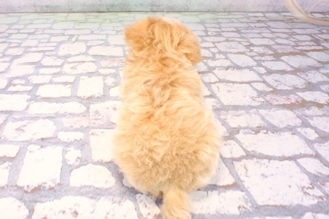 兵庫県のマルプー(マルチーズ×プードル) (Coo&RIKU伊丹店/2025年11月25日生まれ/男の子/クリーム)の子犬の4枚目の画像