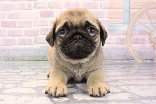 兵庫県のパグ (Coo&RIKU神戸三宮店/2025年11月27日生まれ/男の子/フォーン)の子犬の1枚目の画像