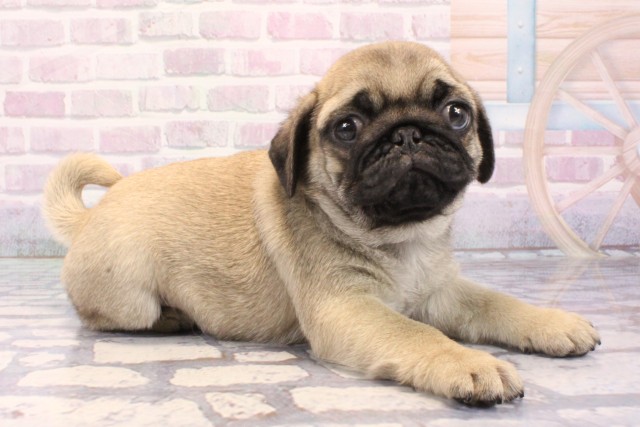 兵庫県のパグ (Coo&RIKU神戸三宮店/2025年11月27日生まれ/男の子/フォーン)の子犬の2枚目の画像