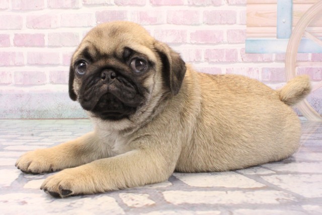 兵庫県のパグ (Coo&RIKU神戸三宮店/2025年11月27日生まれ/男の子/フォーン)の子犬の3枚目の画像