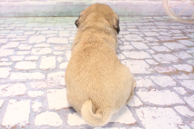 兵庫県のパグ (Coo&RIKU神戸三宮店/2025年11月27日生まれ/男の子/フォーン)の子犬の4枚目の画像