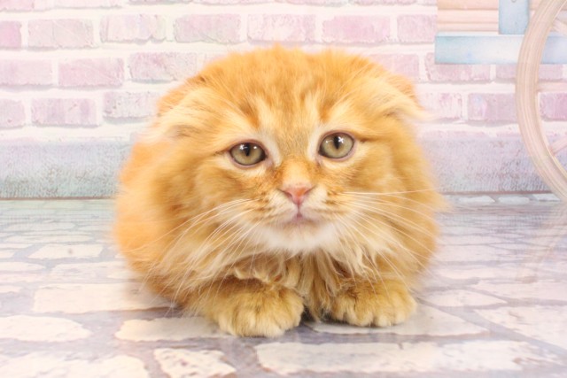 大阪府のスコティッシュフォールド (Coo&RIKU城東古市店/2025年11月25日生まれ/女の子/レッドタビー)の子猫の1枚目の画像