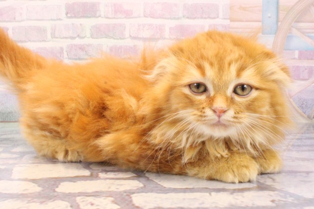 大阪府のスコティッシュフォールド (Coo&RIKU城東古市店/2025年11月25日生まれ/女の子/レッドタビー)の子猫の2枚目の画像