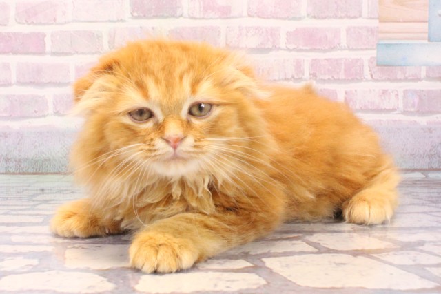 大阪府のスコティッシュフォールド (Coo&RIKU城東古市店/2025年11月25日生まれ/女の子/レッドタビー)の子猫の3枚目の画像