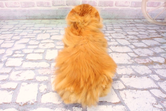 大阪府のスコティッシュフォールド (Coo&RIKU城東古市店/2025年11月25日生まれ/女の子/レッドタビー)の子猫の4枚目の画像