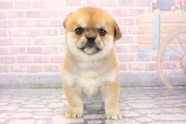 滋賀県のハーフ犬・ミックス犬 (Coo&RIKU長浜店/2025年11月25日生まれ/女の子/赤)の子犬の1枚目の画像