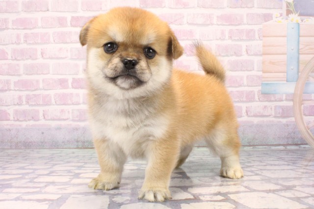 滋賀県のハーフ犬・ミックス犬 (Coo&RIKU長浜店/2025年11月25日生まれ/女の子/赤)の子犬の2枚目の画像