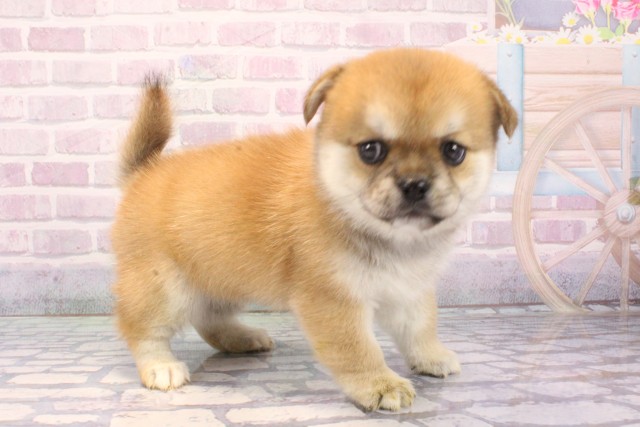 滋賀県のハーフ犬・ミックス犬 (Coo&RIKU長浜店/2025年11月25日生まれ/女の子/赤)の子犬の3枚目の画像