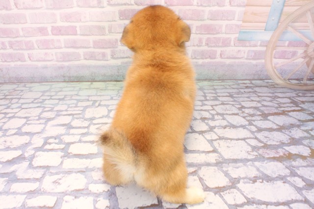 滋賀県のハーフ犬・ミックス犬 (Coo&RIKU長浜店/2025年11月25日生まれ/女の子/赤)の子犬の4枚目の画像