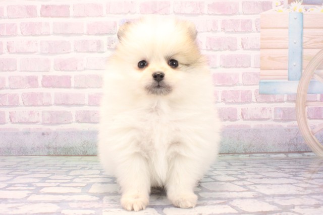 京都府のポメラニアン (Coo&RIKU京都河原町店/2025年11月25日生まれ/女の子/パーティーカラー)の子犬の1枚目の画像