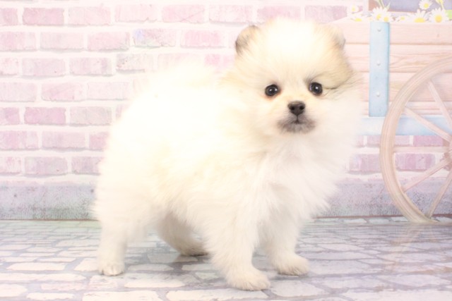 京都府のポメラニアン (Coo&RIKU京都河原町店/2025年11月25日生まれ/女の子/パーティーカラー)の子犬の2枚目の画像