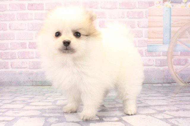 京都府のポメラニアン (Coo&RIKU京都河原町店/2025年11月25日生まれ/女の子/パーティーカラー)の子犬の3枚目の画像