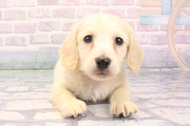 滋賀県のミニチュアダックスフンド(ロング) (Coo&RIKU滋賀草津店/2025年11月22日生まれ/男の子/イエロー)の子犬の1枚目の画像