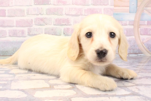 滋賀県のミニチュアダックスフンド(ロング) (Coo&RIKU滋賀草津店/2025年11月22日生まれ/男の子/イエロー)の子犬の2枚目の画像