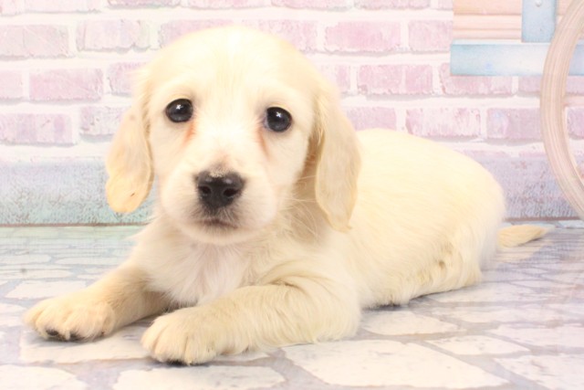 滋賀県のミニチュアダックスフンド(ロング) (Coo&RIKU滋賀草津店/2025年11月22日生まれ/男の子/イエロー)の子犬の3枚目の画像