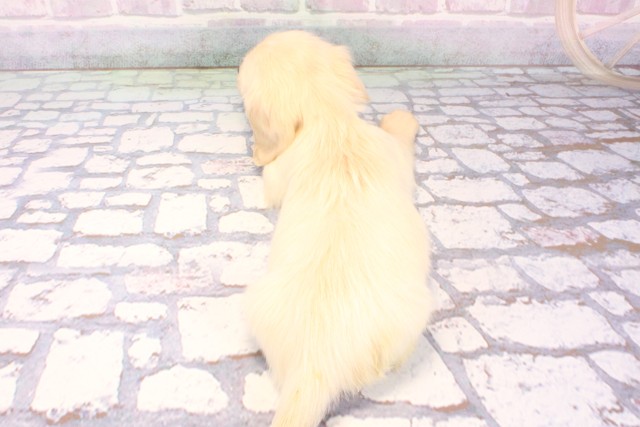 滋賀県のミニチュアダックスフンド(ロング) (Coo&RIKU滋賀草津店/2025年11月22日生まれ/男の子/イエロー)の子犬の4枚目の画像