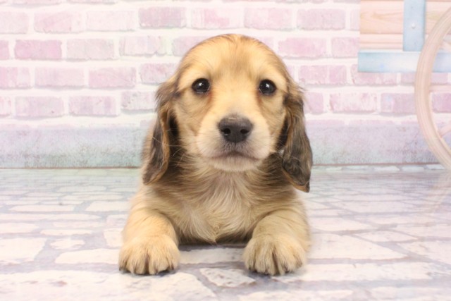 大阪府のミニチュアダックスフンド(ロング) (Coo&RIKU高槻店/2025年11月22日生まれ/男の子/シェーデットイエロー)の子犬の1枚目の画像