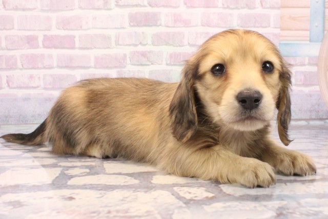 大阪府のミニチュアダックスフンド(ロング) (Coo&RIKU高槻店/2025年11月22日生まれ/男の子/シェーデットイエロー)の子犬の2枚目の画像