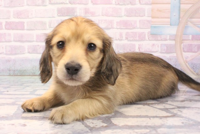 大阪府のミニチュアダックスフンド(ロング) (Coo&RIKU高槻店/2025年11月22日生まれ/男の子/シェーデットイエロー)の子犬の3枚目の画像