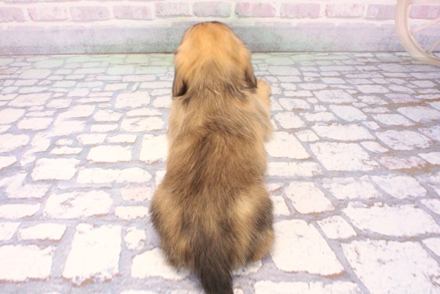 大阪府のミニチュアダックスフンド(ロング) (Coo&RIKU高槻店/2025年11月22日生まれ/男の子/シェーデットイエロー)の子犬の4枚目の画像