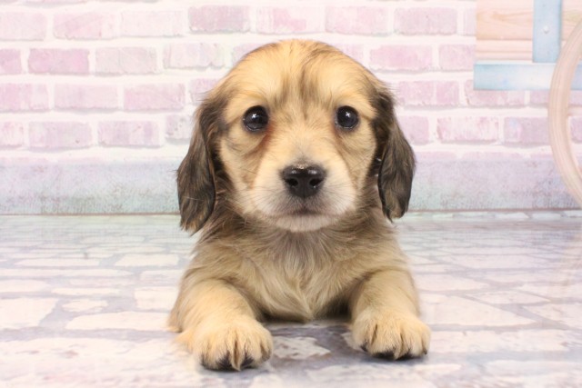 大阪府のミニチュアダックスフンド(ロング) (Coo&RIKU茶屋町店/2025年11月22日生まれ/女の子/シェーデットイエロー)の子犬の1枚目の画像