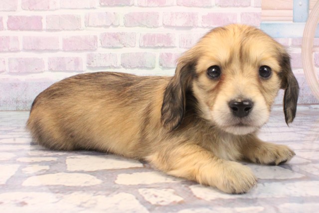 大阪府のミニチュアダックスフンド(ロング) (Coo&RIKU茶屋町店/2025年11月22日生まれ/女の子/シェーデットイエロー)の子犬の2枚目の画像