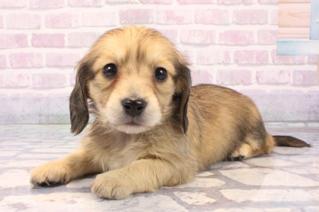 大阪府のミニチュアダックスフンド(ロング) (Coo&RIKU茶屋町店/2025年11月22日生まれ/女の子/シェーデットイエロー)の子犬の3枚目の画像