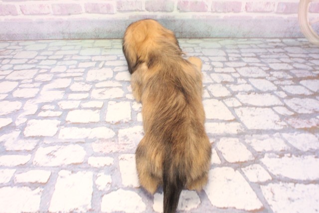 大阪府のミニチュアダックスフンド(ロング) (Coo&RIKU茶屋町店/2025年11月22日生まれ/女の子/シェーデットイエロー)の子犬の4枚目の画像