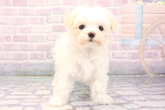 兵庫県のマルチーズ (Coo&RIKU神戸三宮店/2025年11月20日生まれ/男の子/ホワイト)の子犬の1枚目の画像