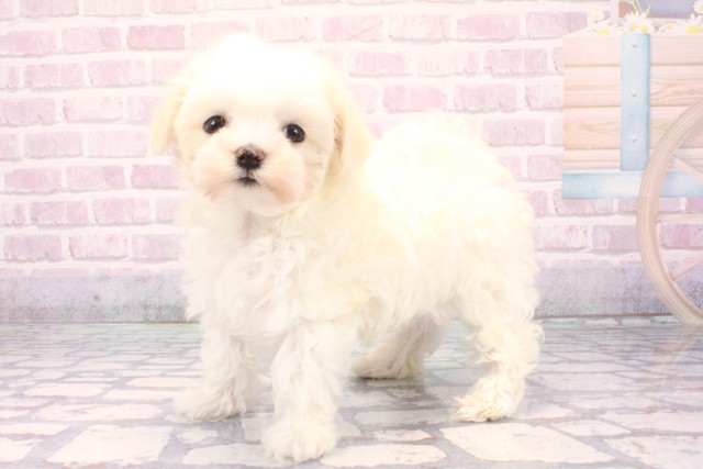 兵庫県のマルチーズ (Coo&RIKU神戸三宮店/2025年11月20日生まれ/男の子/ホワイト)の子犬の2枚目の画像