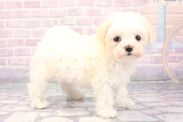 兵庫県のマルチーズ (Coo&RIKU神戸三宮店/2025年11月20日生まれ/男の子/ホワイト)の子犬の3枚目の画像