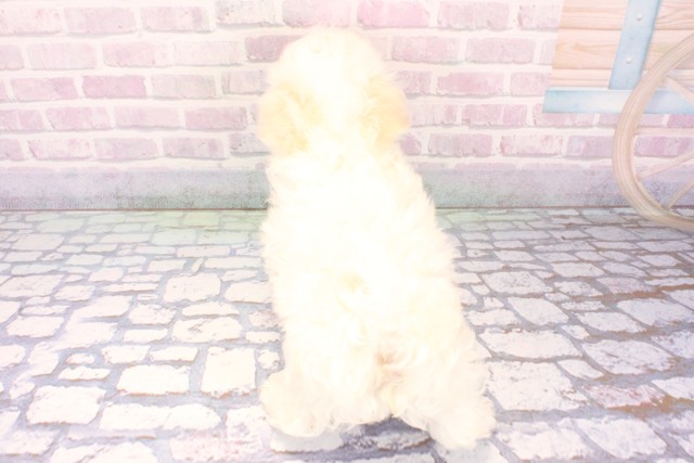 兵庫県のマルチーズ (Coo&RIKU神戸三宮店/2025年11月20日生まれ/男の子/ホワイト)の子犬の4枚目の画像