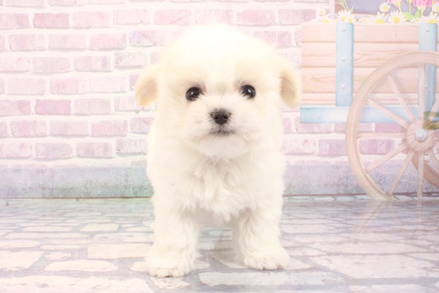 大阪府のマルチーズ (Coo&RIKU心斎橋店/2025年11月27日生まれ/女の子/ホワイト)の子犬の1枚目の画像