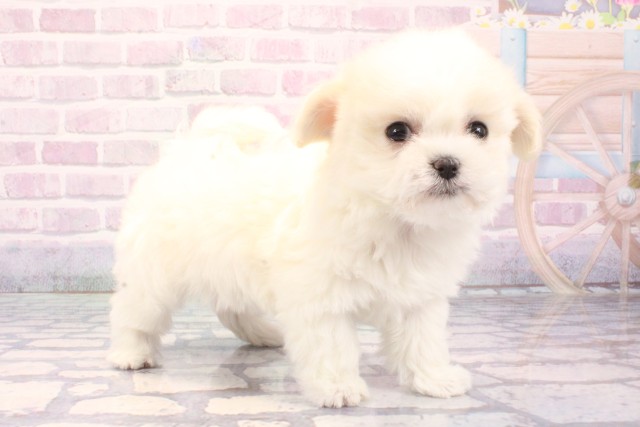 大阪府のマルチーズ (Coo&RIKU心斎橋店/2025年11月27日生まれ/女の子/ホワイト)の子犬の2枚目の画像