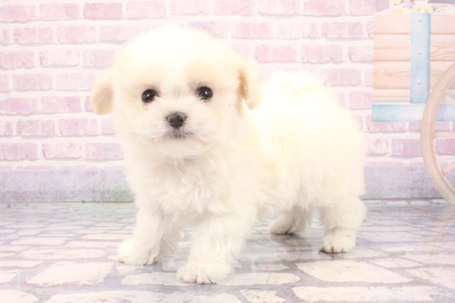 大阪府のマルチーズ (Coo&RIKU心斎橋店/2025年11月27日生まれ/女の子/ホワイト)の子犬の3枚目の画像