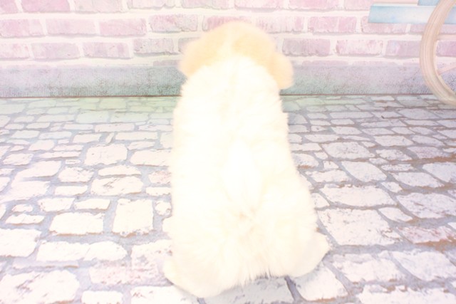 大阪府のマルチーズ (Coo&RIKU心斎橋店/2025年11月27日生まれ/女の子/ホワイト)の子犬の4枚目の画像