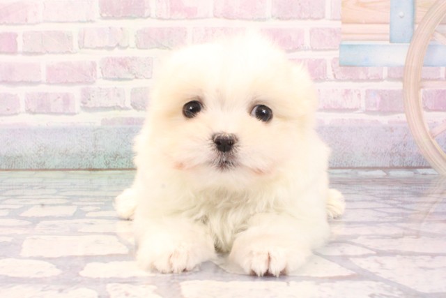 兵庫県のマルチーズ (Coo&RIKU三木店/2025年11月27日生まれ/女の子/ホワイト)の子犬