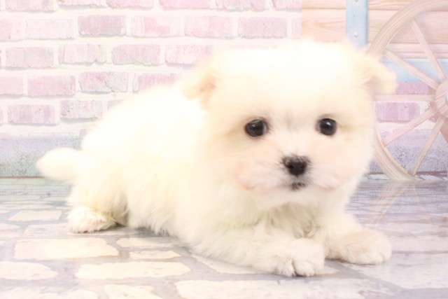 兵庫県のマルチーズ (Coo&RIKU三木店/2025年11月27日生まれ/女の子/ホワイト)の子犬の2枚目の画像