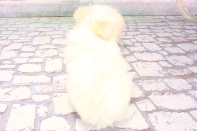 兵庫県のマルチーズ (Coo&RIKU三木店/2025年11月27日生まれ/女の子/ホワイト)の子犬の4枚目の画像