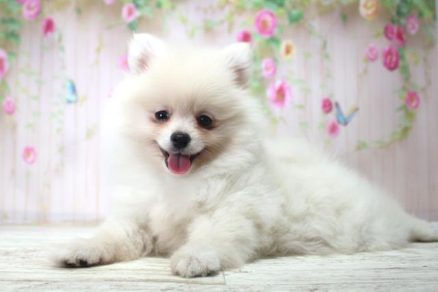 北海道のポメラニアン (Coo&RIKU札幌西店/2025年11月25日生まれ/女の子/クリーム)の子犬の2枚目の画像