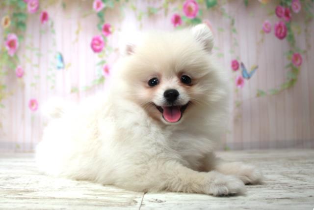 北海道のポメラニアン (Coo&RIKU札幌西店/2025年11月25日生まれ/女の子/クリーム)の子犬の3枚目の画像