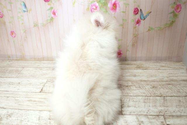 北海道のポメラニアン (Coo&RIKU札幌西店/2025年11月25日生まれ/女の子/クリーム)の子犬の4枚目の画像