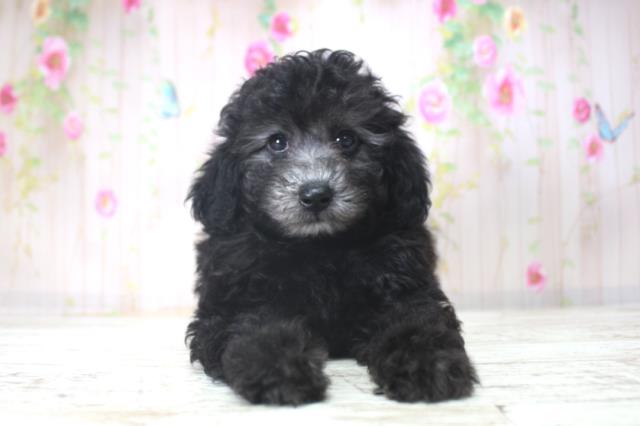 北海道のトイプードル(トイ) (Coo&RIKU札幌東店/2025年11月29日生まれ/女の子/シルバー)の子犬の1枚目の画像