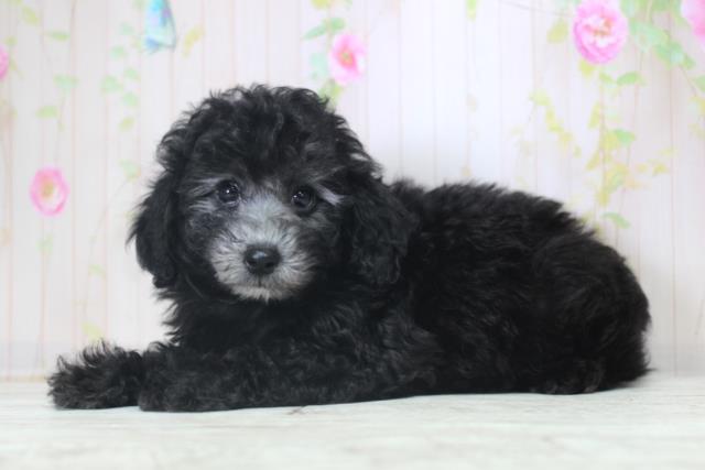 北海道のトイプードル(トイ) (Coo&RIKU札幌東店/2025年11月29日生まれ/女の子/シルバー)の子犬の2枚目の画像