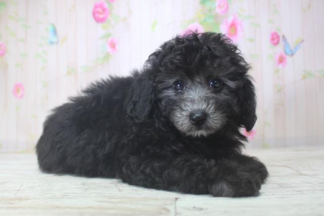 北海道のトイプードル(トイ) (Coo&RIKU札幌東店/2025年11月29日生まれ/女の子/シルバー)の子犬の3枚目の画像