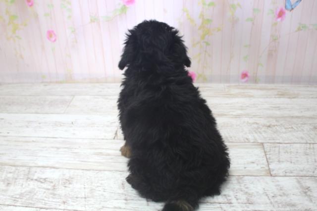 北海道のトイプードル(トイ) (Coo&RIKU札幌東店/2025年11月29日生まれ/女の子/シルバー)の子犬の4枚目の画像